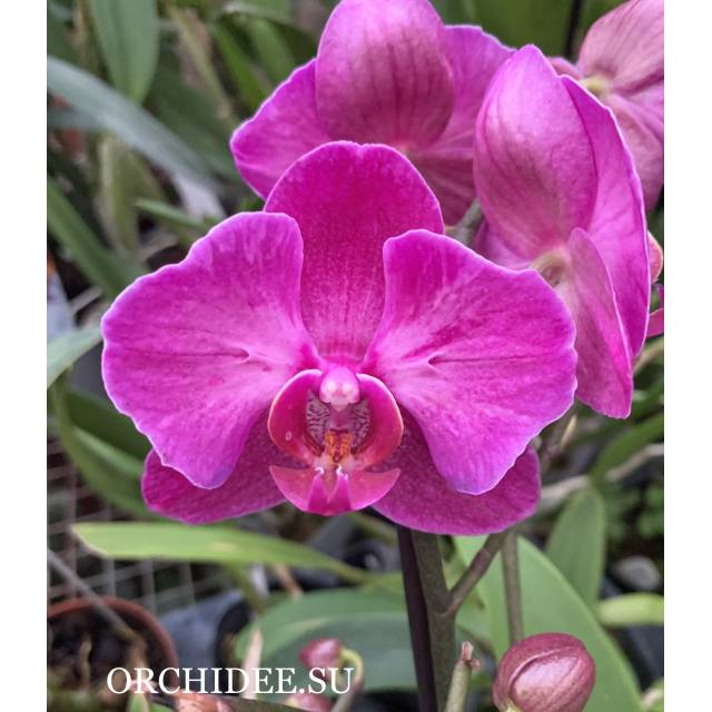 Phalaenopsis PP 015 peloric butterfly