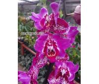 Phalaenopsis PP 017 Binti butterfly peloric
