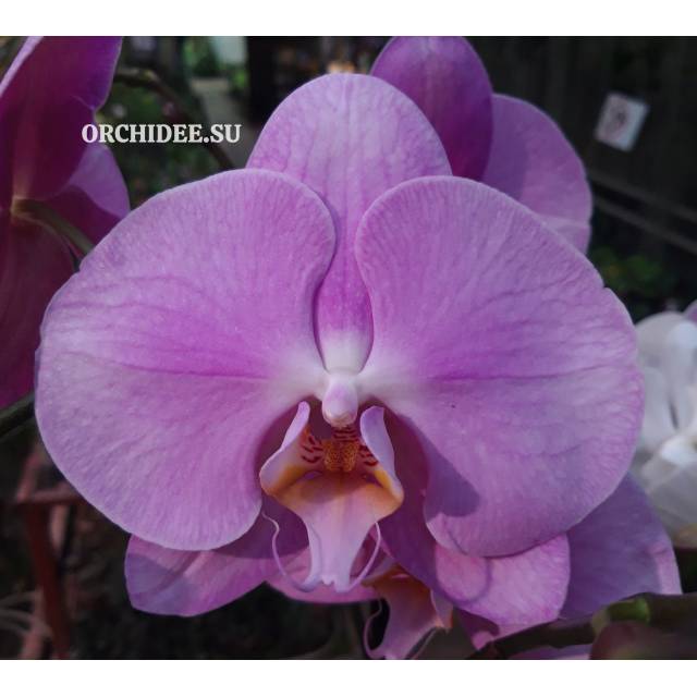 Phalaenopsis PH 019 