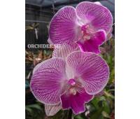 Phalaenopsis PH 020 Big Lip