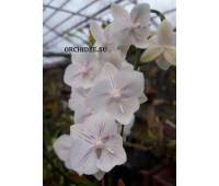 Phalaenopsis PH 032 Big Lip