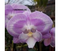 Phalaenopsis PH 033 Prince Ivanhoe Big Lip