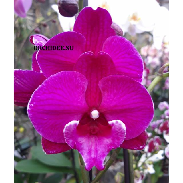 Phalaenopsis PH 130 Tying Shin Black Bear Big Lip