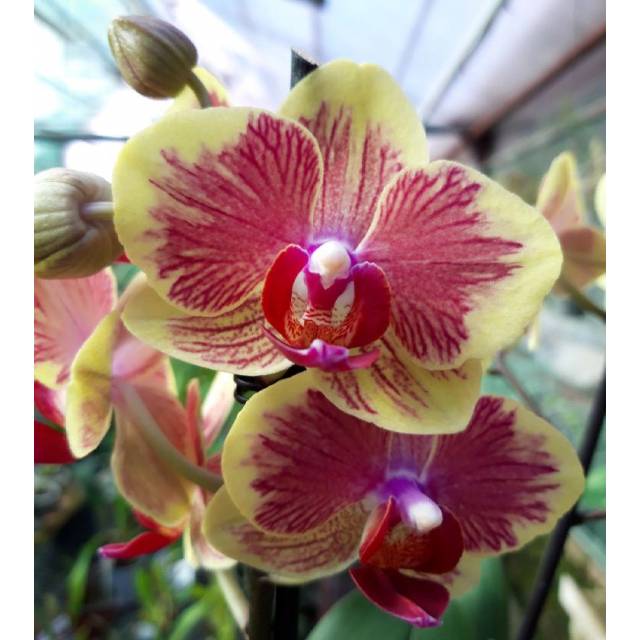 Phalaenopsis Fangmei Sweet '1452'