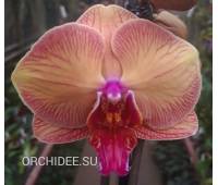 Phalaenopsis PH 163 Golden Leopard 