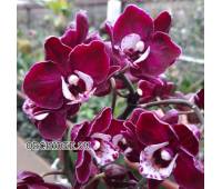 Phalaenopsis PHM 167 Yuka