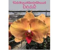Phalaenopsis Fangmei Beauty Diamond