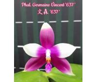 Phalaenopsis Germaine Vincent '637'