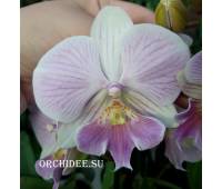 Phalaenopsis PH 133 Big Lip