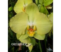 Phalaenopsis PY 008 Ferrara