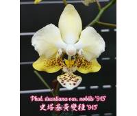 Phalaenopsis stuartiana var. nobilis '915' 