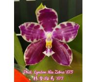 Phalaenopsis Lyndon Mix Zebra '873'