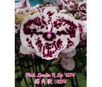 Phalaenopsis Lioulin R Lip '1274' Big Lip 