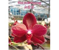 Phalaenopsis Salu's Fragrancy