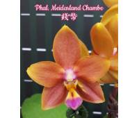 Phalaenopsis Meidarland Chambe