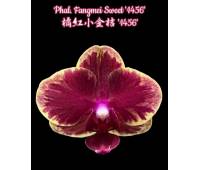 Phalaenopsis Fangmei Sweet '1456'