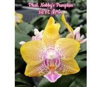 Phalaenopsis Nobby's Pumpkin