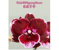 Phalaenopsis GC Reyoung Cosmos Big Lip