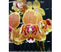 Phalaenopsis Miki Big Wave peloric 3 lip