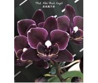 Phalaenopsis Miki Black Angel