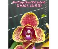 Phalaenopsis Sogo Vieker '456' peloric