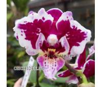 Phalaenopsis Miki Violet Butterfly