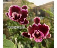 Phalaenopsis Summer Breath (Sogo Yukidian x Chian Xen Pearl)