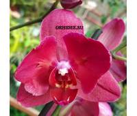 Phalaenopsis PH 079/1 Pavarotti peloric 3 lip