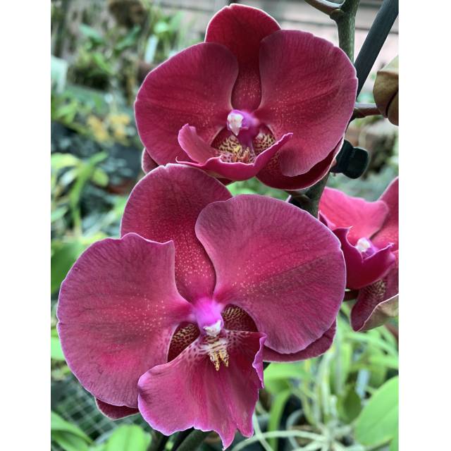 Phalaenopsis PH 380 Big Lip