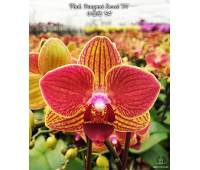 Phalaenopsis Fangmei Sweet '54'