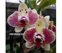 Phalaenopsis PH 042 Exotic Punch