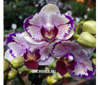 Phalaenopsis PH 048 Sogo Kitty 'Kitty Face' 