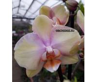 Phalaenopsis PH 050 Peaches