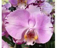 Phalaenopsis PH 052 Art Nouveau
