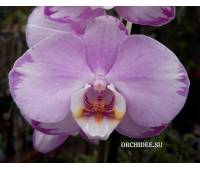 Phalaenopsis PH 060 Le Vante