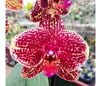 Phalaenopsis PH 071 Asian Dragon