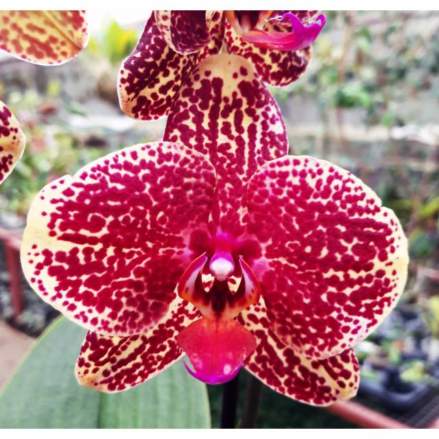 Phalaenopsis PH 071 Asian Dragon