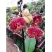 Phalaenopsis PH 071 Asian Dragon