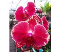 Phalaenopsis PH 073