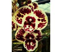 Phalaenopsis PH  085 Big Lip