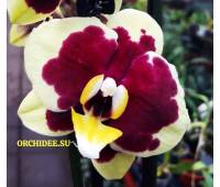 Phalaenopsis PH 098 Yellow Cow