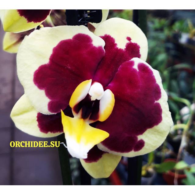 Phalaenopsis PH 098 Yellow Cow