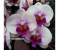 Phalaenopsis PH 112 Big Lip