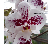 Phalaenopsis PH 179 GC Scatter Princess Big Lip