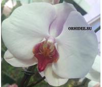 Phalaenopsis PH 181
