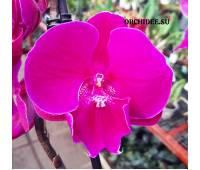 Phalaenopsis PH 201 Big Lip