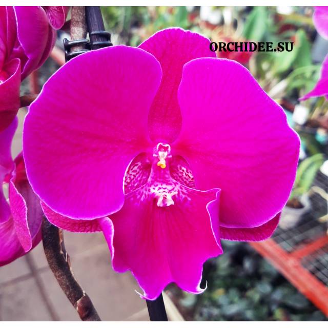 Phalaenopsis PH 201 Big Lip
