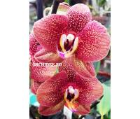 Phalaenopsis PH 203 Toulon 