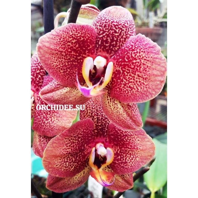 Phalaenopsis PH 203 Toulon 