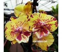 Phalaenopsis PH 204 Big Lip